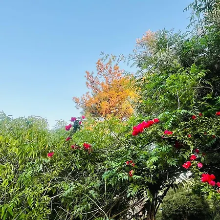 Villa Johns Pool House Garden *