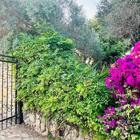 Johns Pool House Garden Strovolos